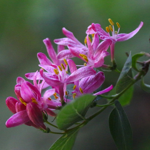 fleur.jpg